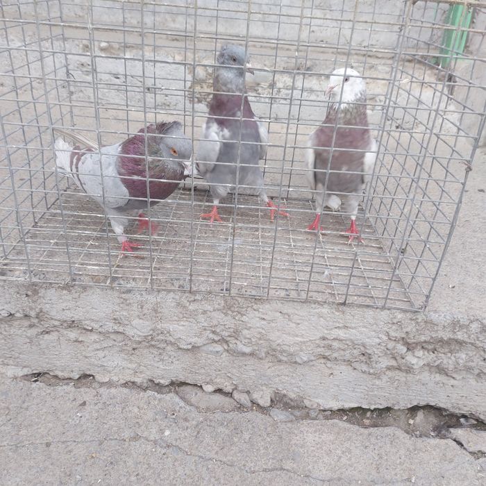 Краснамрамор 2чубати 1 лиси