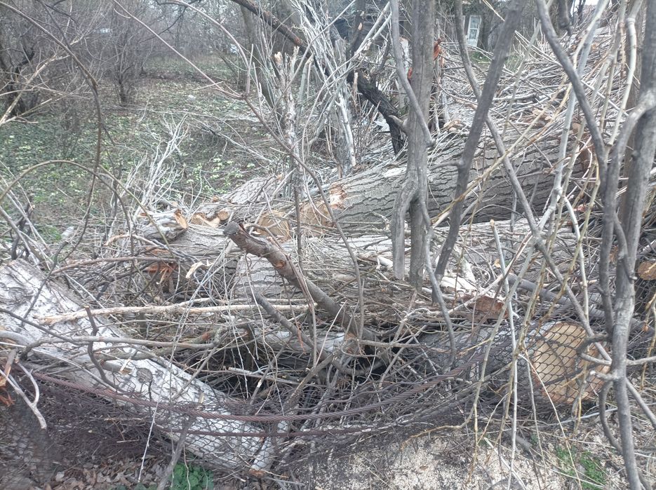 Дърва за огрев Топола,