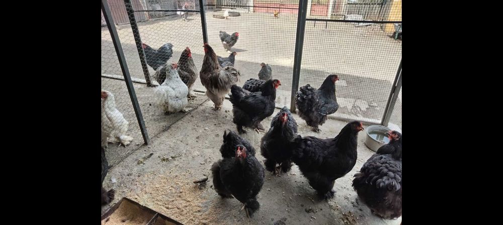 Găini cochinchina și brahma