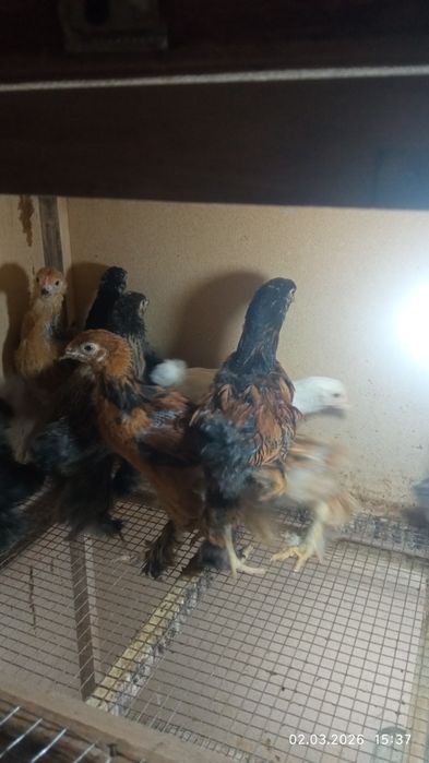 Продаются цыплята брама 40 дневные