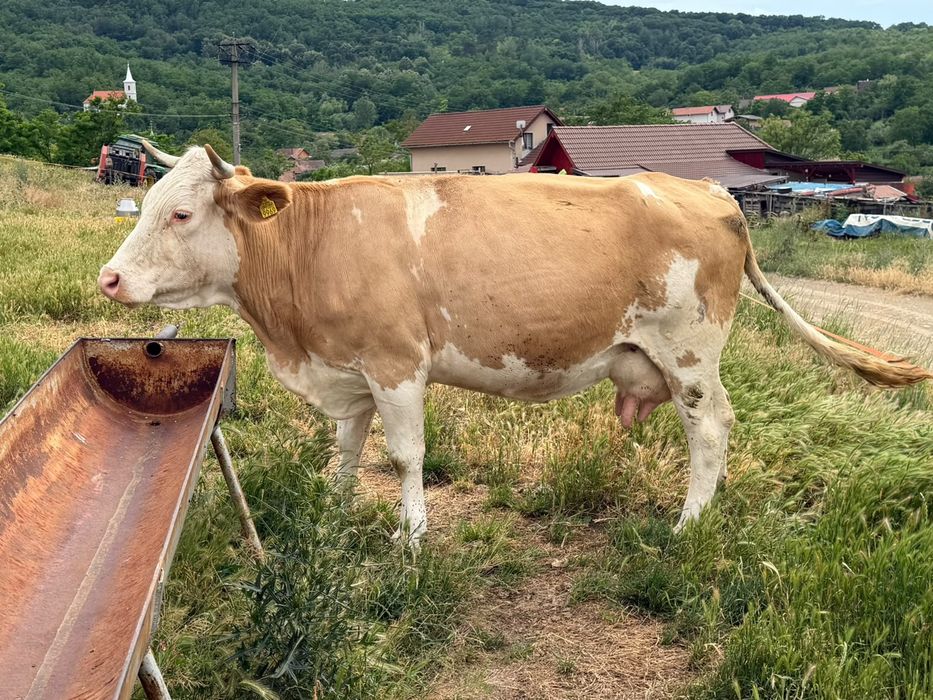 Vând vaca bălțată