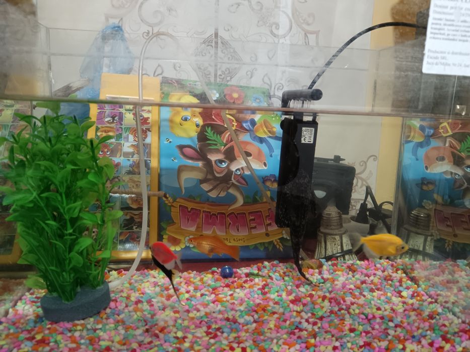 Acvariu cu tot cu pesti