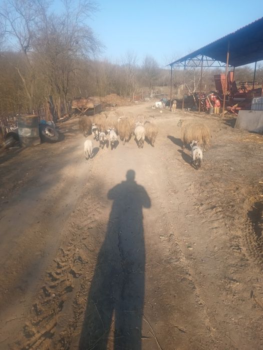 Vând oi cu miei după iele