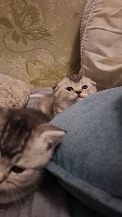 3 котёнка шиншилла.