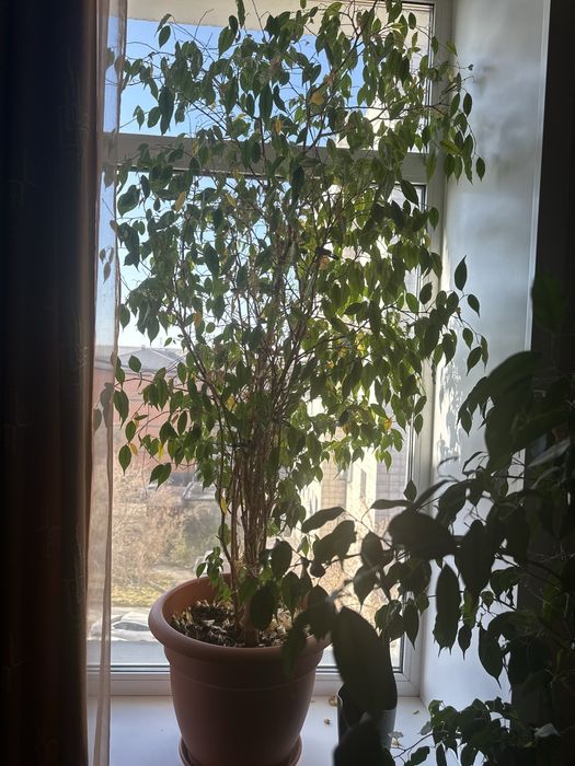 Продам фикус Бенджамино
