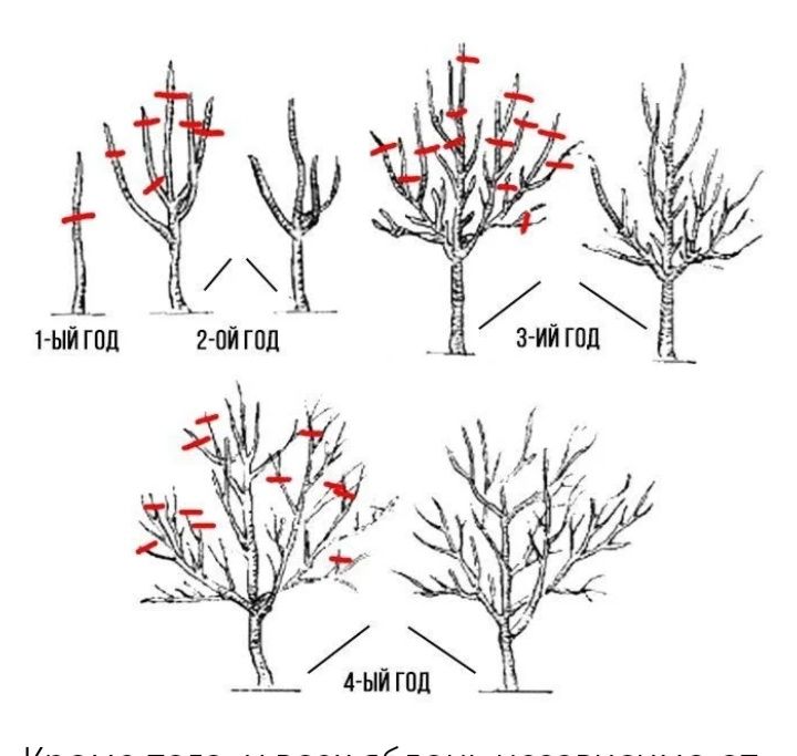 Обрезка яблони груши слива