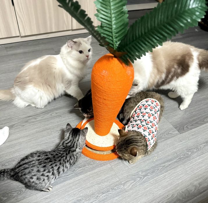 Когтеточка для кошек котов игрушка в форме морковки зоотовар