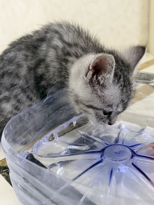 Шотландская кошка