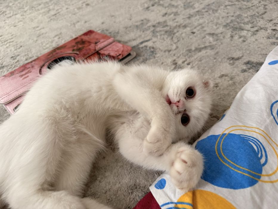 Скотиш фолд кот