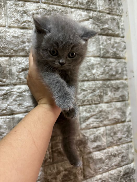 Britanskiy toza qon mushukchala sotiladi. 100 $dan