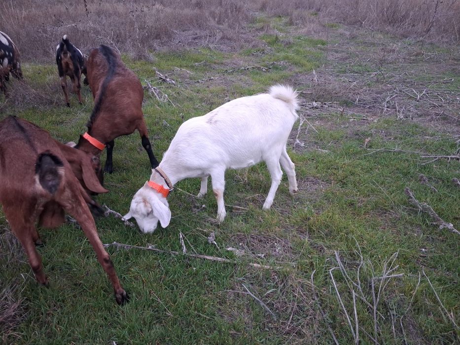 Vand pachet capre de rasa