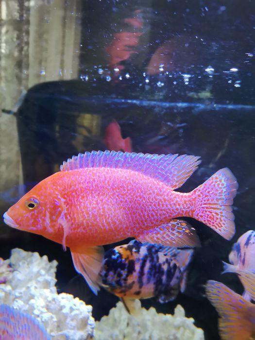 Продавам цихлиди