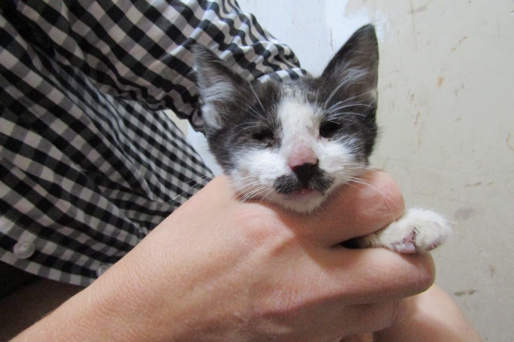 Adopție pisicuțe