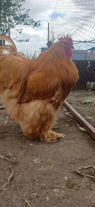 Cocoș cochinchina uriaș