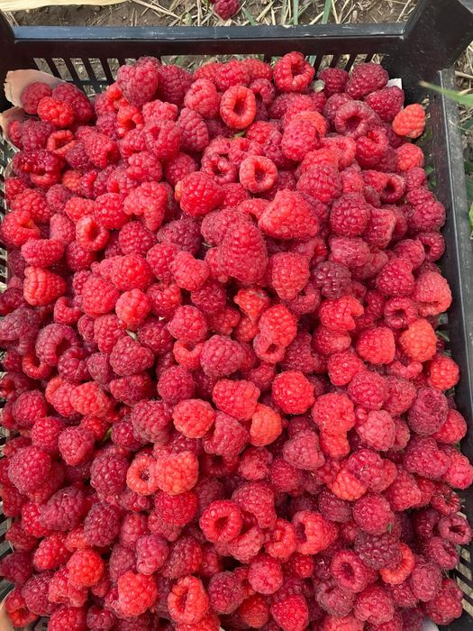 Малина хороший сорт