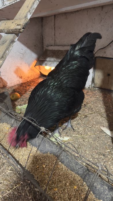 Продам петушка джерсийский гигант