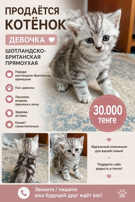 Шотландско-британские котята