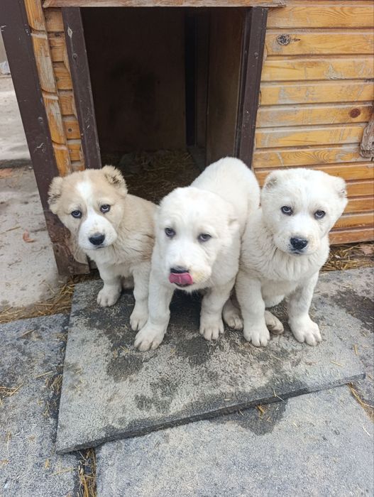 Alabay kuchuk bolalari