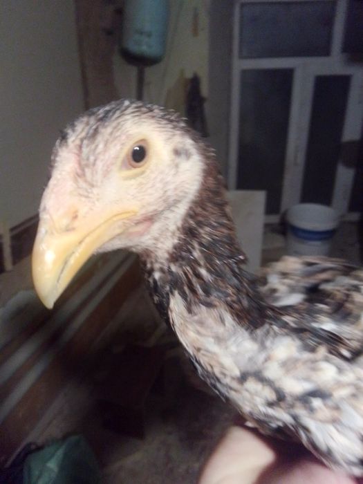 Joja tovu sotlad 1 dona