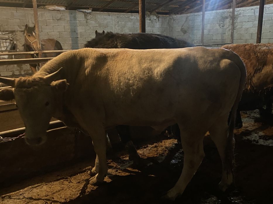 Продам бык. Бұқа сатылады