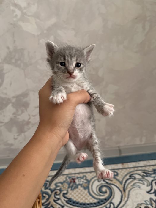 Котята домашние
