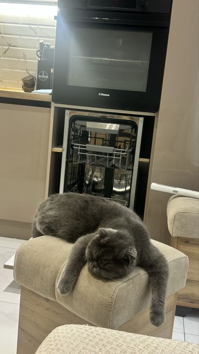 Кашка скотиш фолд 1.5 года