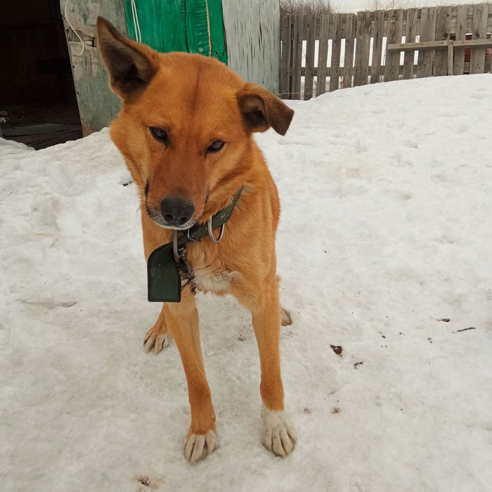 Отдам молодого кобеля. Собака бесплатно.