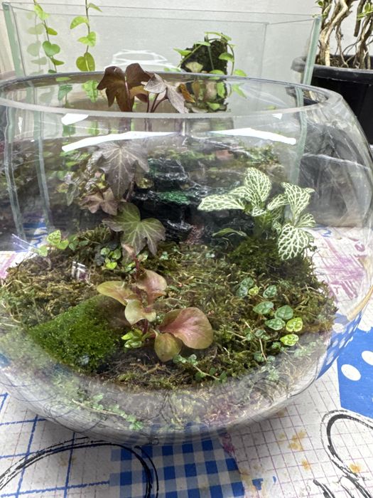 Продам открытый флорик со мхом!