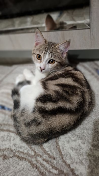 Пристраивается в добрые руки