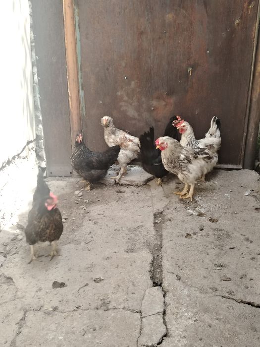 Куры продаю талгар