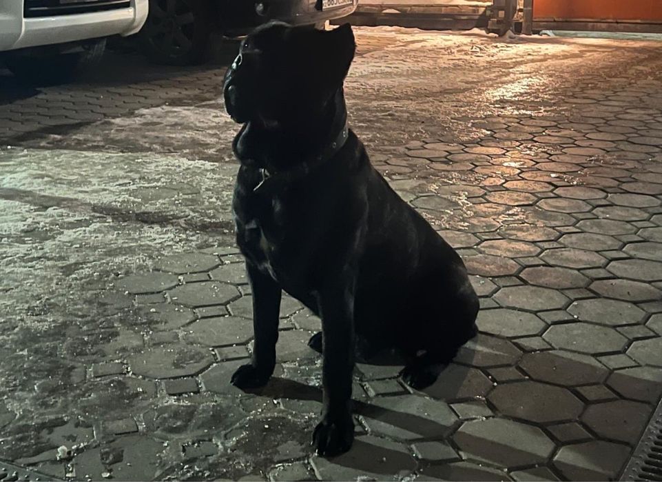 Вязка Кане Корсо