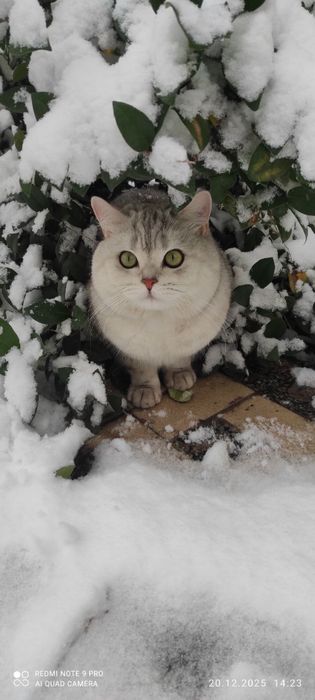 Вязка британский кот Серебристая шиншила