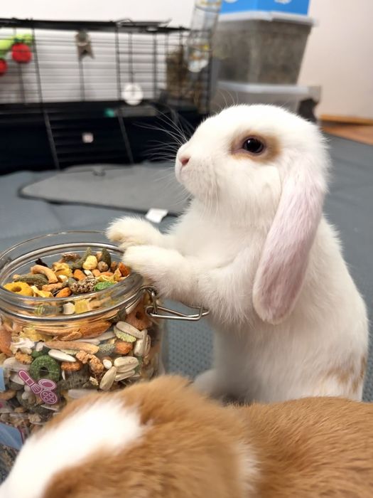 2 Mini lop iepuri femele