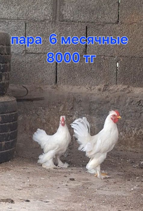 Карлики японский парами