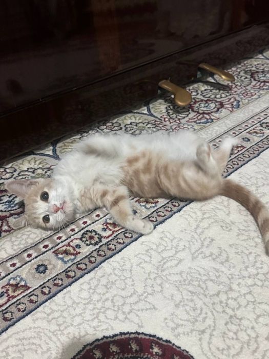 Mushuk bolasi beriladi. Qiz bola.