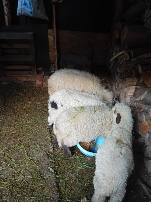 De vânzare patru melute