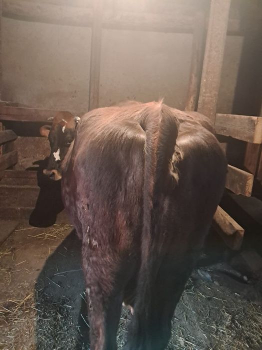 Мясомолочная  корова