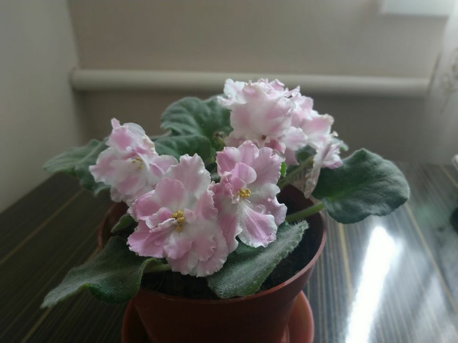 Фиалки разных сортов от 20000 до 25000