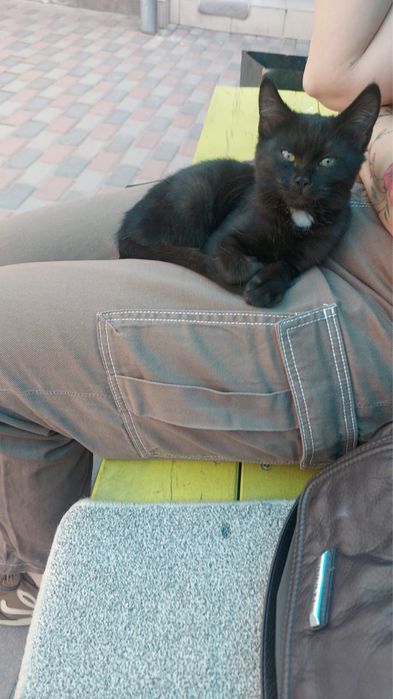 Котенок в добрые ручки