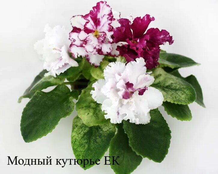 Продам сортовые фиалки