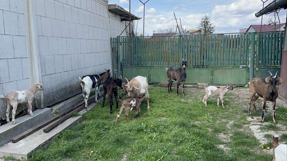 Capre cu lapte, iezi