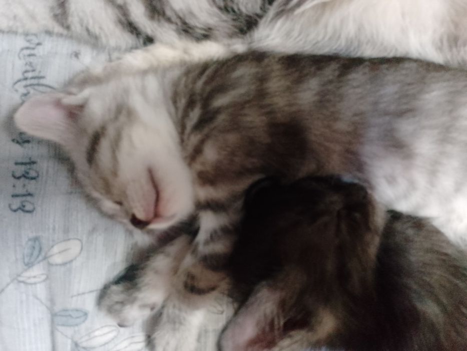Продаем котят!!!