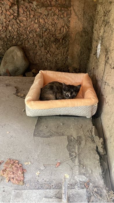 Котеное ммленький