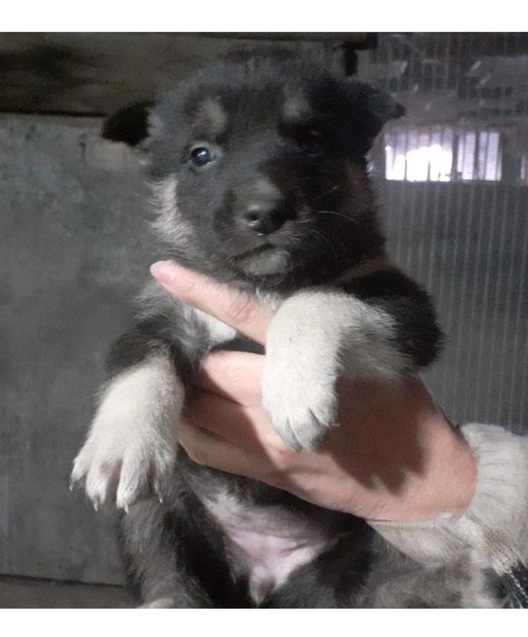 Девочки от Хаски