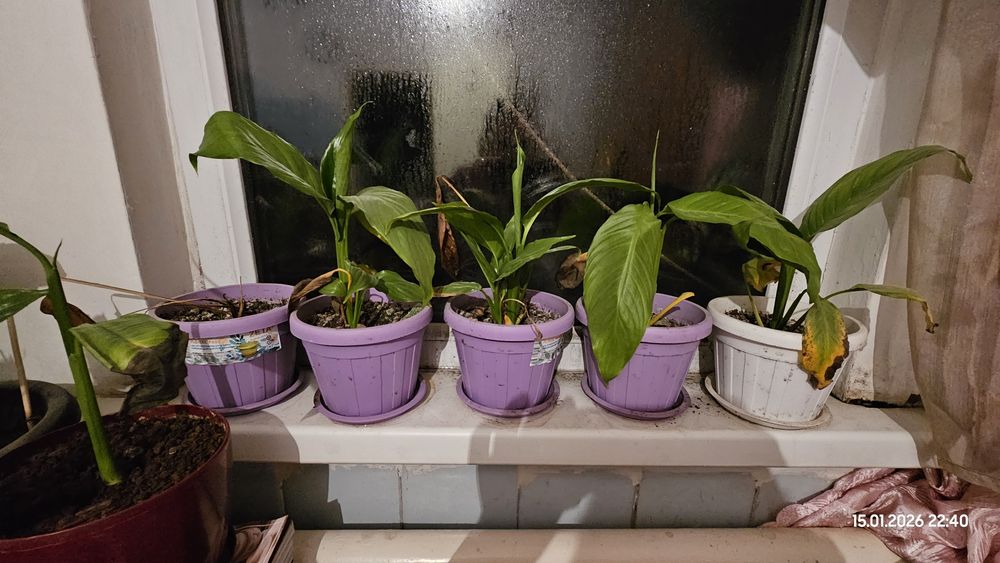 Цветок женское счастье