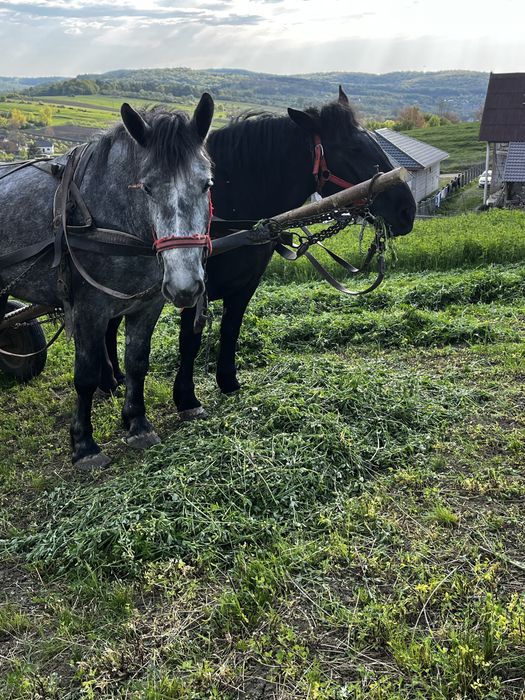 Vand manza de 3 ani