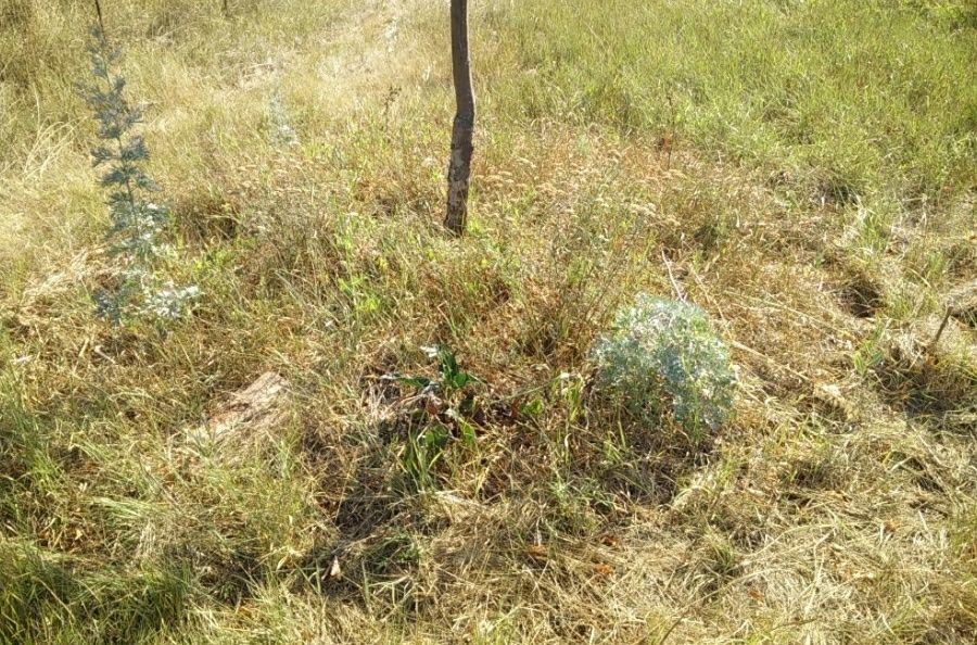 Продава се Земеделски имот в Свищов -  кв.м за 1148 €/дка - Снимка #1