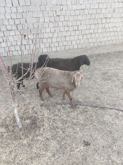 Семиз кой, кошкарлар