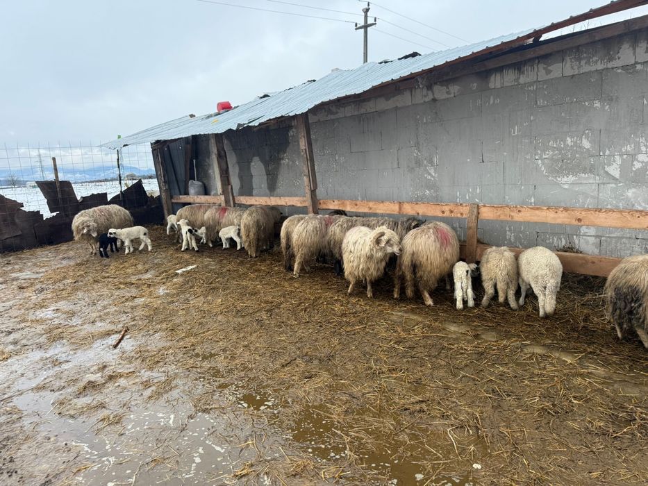 Ou cu mieluțe de vanzare!