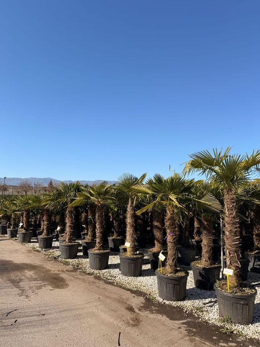 Chiparos  tuia leilandii